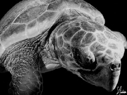 The image was taken diving with Jim Abernathys Scuba Adve... by Steven Anderson 